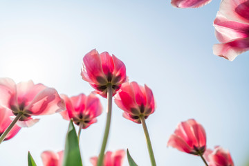 Tulips in spring
