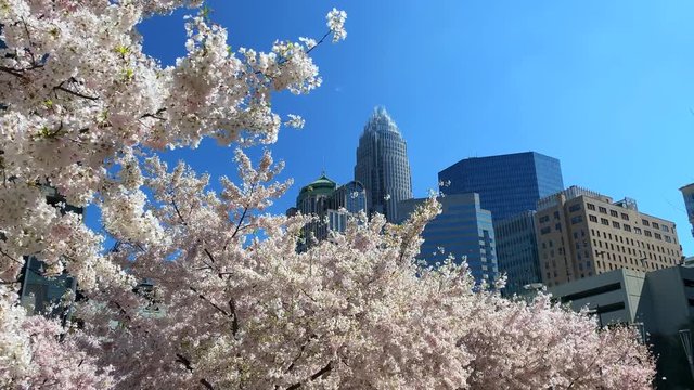 Charlotte, North Carolina  skyline as seen from Romare Bearden Park in spring