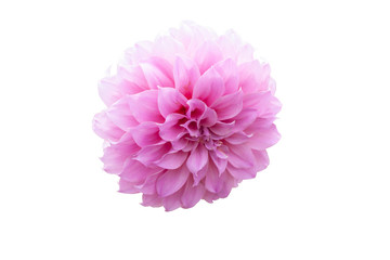 Beautiful pink dahlia flower isolated on white background included clipping path.
