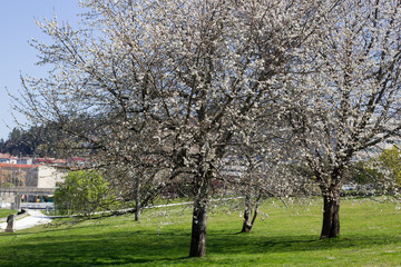 Almond trees in bloom