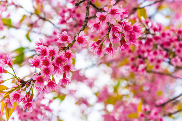 Cherry blossoms  are  blooming.