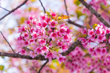 Cherry blossoms  are  blooming  beautifully.