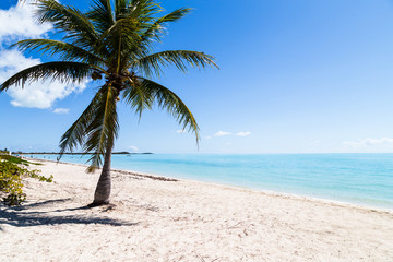 Obraz na płótnie Canvas Palm tree at tropical beach.