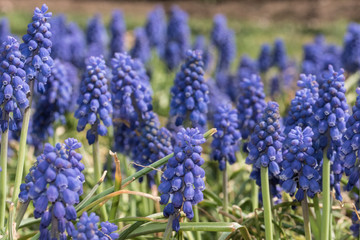 Grape Hyacinth Spring Flower Garden