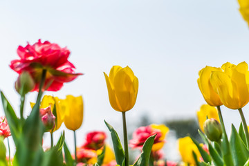 Tulips in spring