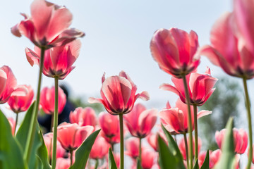 Tulips in spring