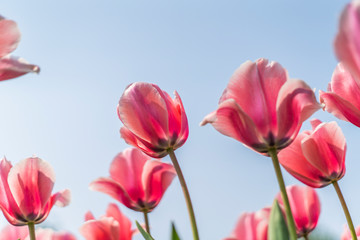 Tulips in spring