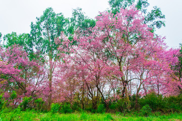 Fototapeta premium Sakura tree bloom in the forest.