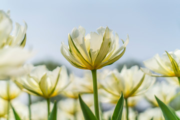 Fototapeta na wymiar Tulips in spring