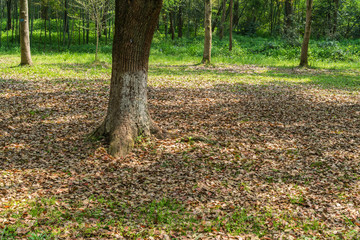 Empty ground in the forest with fallen leaves