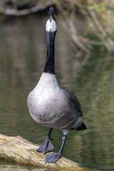 Fototapeta premium Canada goose (Branta canadensis)