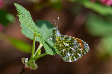 Orange-tip butterfly male (Anthocharis cardamines) underwing