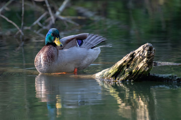 Mallard Duck (Anas platyrhynchos)