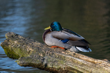 Mallard Duck (Anas platyrhynchos)