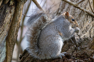 Naklejka na ściany i meble Eastern gray squirrel (Sciurus carolinensis)