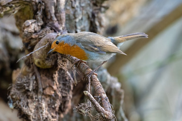 European robin (Erithacus rubecula)