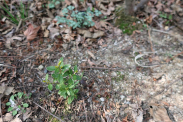 Spring, plants, buds, closeup, leaf, tree, garden