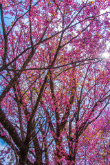 Sakura flower  bloom on the tree, very colorful.