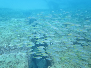 sea,fish