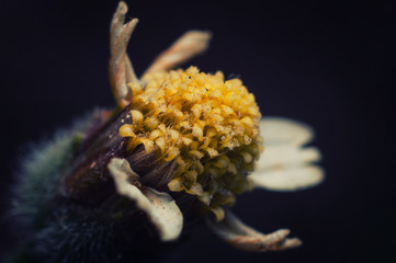 flower nature