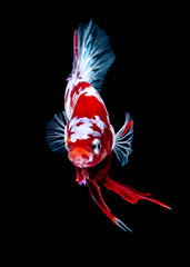 Betta fish Fight in the aquarium