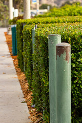 lineup of green posts along sidewalk with trimmed boxwood