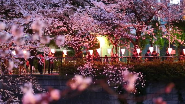 東京（目黒川）の桜のライトアップ
