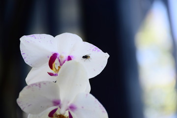 flies in orchid trees