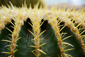 Thorn of Golden barrel cactus or Echinocactus grusonii Hildm, this is the desert tree which were many thorns , its body look like the green ball and white flower