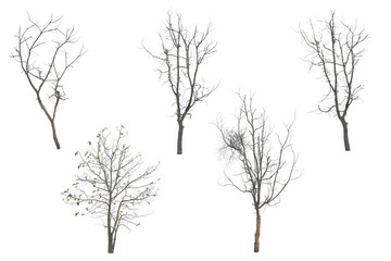 Collection trees without leaves isolated on white background. with clipping path.