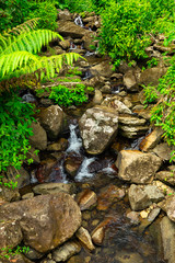 Rainforest with small river and stones in Puerto Rico. Wild nature