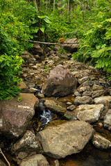 Rainforest with small river and stones in Puerto Rico. Wild nature