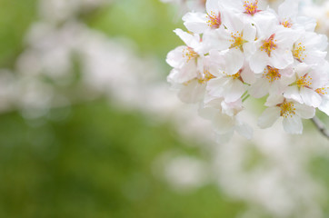  cherry blossom