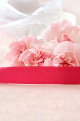 Pink carnation flowers with ribbon
