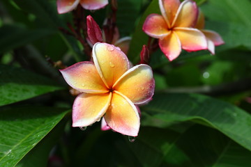 beautiful frangipani perfume flower with water rain drop on petal in rainy morning day