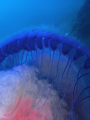 Les méduses ou gelées de mer sont les noms communs informels donnés à la phase méduse de certains membres gélatineux du sous-embranchement Medusozoa, une partie importante de l& 39 embranchement Cnidaria.