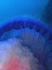 Deurstickers Donkerblauw Kwallen of zeegelei zijn de informele namen die worden gegeven aan de kwal-fase van bepaalde gelatineuze leden van het subphylum Medusozoa, een belangrijk onderdeel van het phylum Cnidaria.