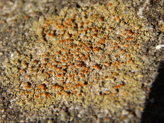 Fungi