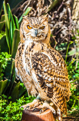 Bird of Prey Owl