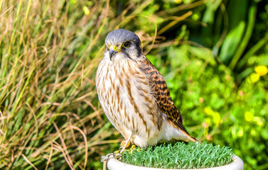 Bird of Prey Maltese Falcon
