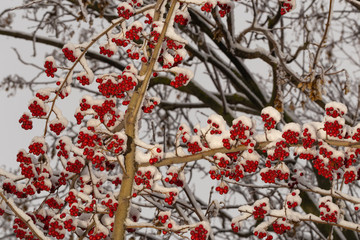Crataegus, commonly called hawthorn, quickthorn, thornapple, May-tree,  whitethorn, or hawberry. The berries are matured and become food for birds in winter. Winter landscape with snow. Frozen forest.