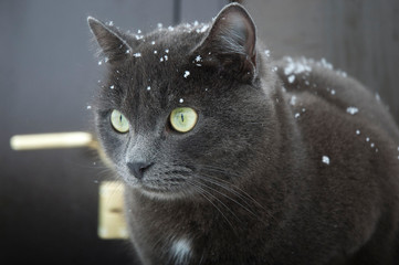 snowflakes on a cat