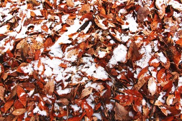 Snow on brown leaves on the ground