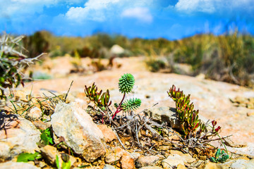 Plants on stones landscape