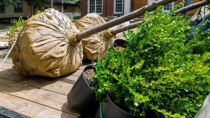 Brand new houses by an with trees planted small green bush near the house