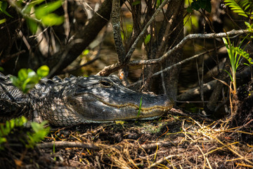 American Alligator head in Florida swamps. Everglades National Park. Florida. USA. 