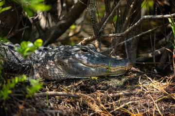American Alligator head in Florida swamps. Everglades National Park. Florida. USA. 