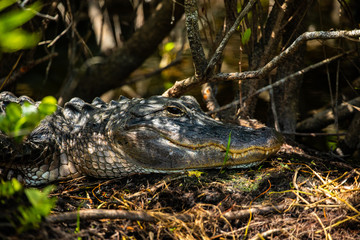 American Alligator head in Florida swamps. Everglades National Park. Florida. USA. 