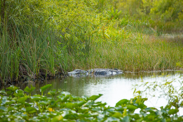 Obraz premium Alligator in grass. Swamps Florida. USA