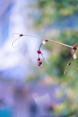 Purple seeds on the branches